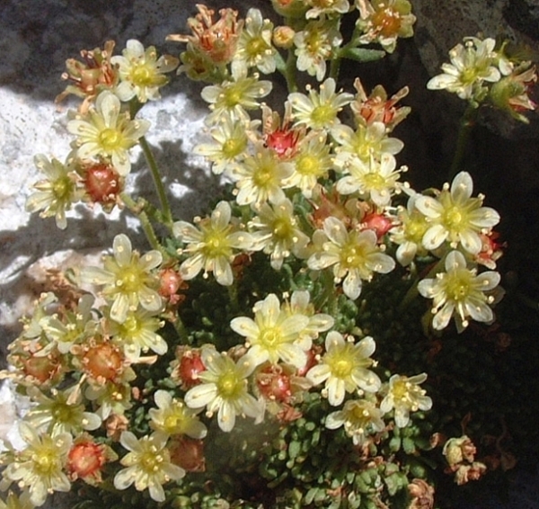 Saxifraga exarata subsp. ampullacea /  Sassifraga del Gran Sasso